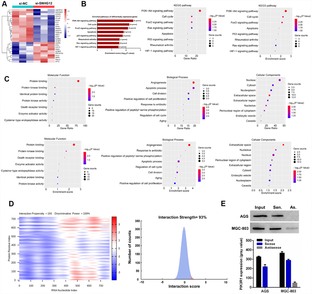 SNHG12 is involved in the PI3K/AKT pathway in GC cells. (A) Hierarchical heat map of differentially expressed genes between si-NC- and si-SNHG12-transfected MGC-803 cells. (B) KEGG pathway enrichment analysis revealed that the differentially expressed genes were mainly enriched in eight pathways. (C) Gene Ontology analysis of the differentially expressed genes. (D) The prediction results demonstrated that SNHG12 was likely to bind to PIK3R1. (E) An RNA pulldown assay was performed to confirm that SNHG12 could bind to PIK3R1 in AGS and MGC-803 cells.