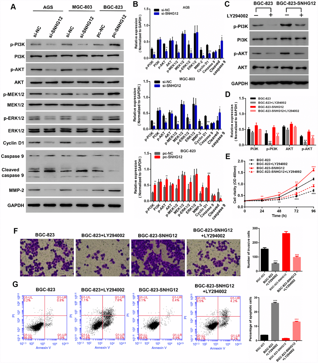SNHG12 promotes the progression of GC by activating the PI3K/AKT pathway. (A, B) Western blot analysis was performed to detect PI3K/AKT pathway and downstream protein levels in AGS and MGC-803 cells transfected with si-SNHG12, and in BGC-823 cells transfected with pc-SNHG12. (C, D) LY294002 inhibited the expression of p-PI3K and p-AKT in BGC-823 and SNHG12-overexpressing BGC-823 cells. (E) The effects of LY294002 on the proliferation of BGC-823 and SNHG12-overexpressing BGC-823 cells were detected with a CCK-8 assay. (F) The effects of LY294002 on the invasion of BGC-823 and SNHG12-overexpressing BGC-823 cells were detected with a Transwell assay. (G) The effects of LY294002 on the apoptosis of BGC-823 and SNHG12-overexpressing BGC-823 cells were detected by flow cytometry. Data are shown as the mean ± SEM of at least six experiments. *PPP