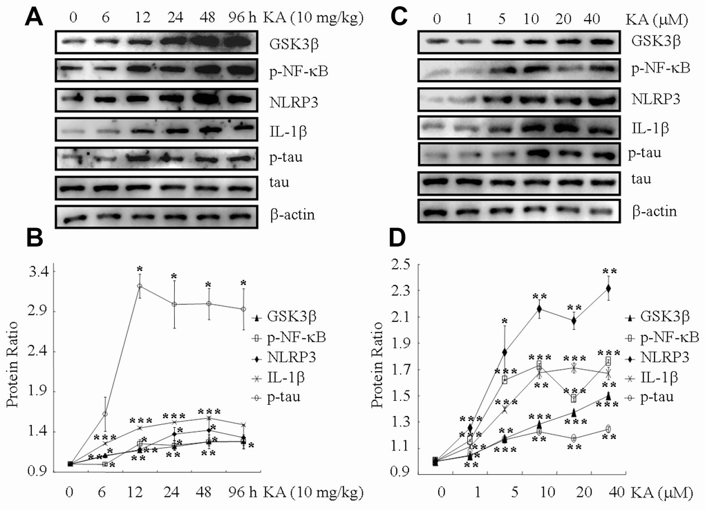 KA augments inflammasome activity and tau phosphorylation in vivo and in vitro. (A, B) Truncation of GSK3β, phosphorylation levels of NF-κB, and the expression levels of NLRP3 and IL-1β as well as the phosphorylation of tau in the KA-treated mouse brain at different time points. (C, D) Truncation of GSK3β, phosphorylation levels of NF-κB, and the expression levels of NLRP3 and IL-1β as well as the phosphorylation of tau in KA-treated mixed cells. The optical density of bands in western blots was analyzed by Image J software (*P P P 