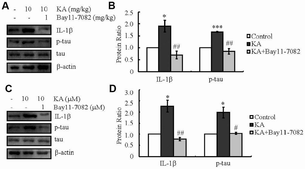 KA-induced activation of inflammasome promotes the phosphorylation of tau. (A, B) The expression levels of IL-1β and the phosphorylation of tau were determined by western blots of samples from MAPT Tg mice treated with KA (10 mg/kg) and/or Bay11-7082 (1 mg/kg) together with KA (10 mg/kg). The KA group was given i.p. injection of 10 mg/kg KA. The Bay11-7082+KA group mice were additionally given i.p. injections of 1 mg/kg Bay11-7082. Both groups were assessed after 48 h. (C, D) The expression levels of IL-1β and the phosphorylation of tau were determined by western blots using cells treated with KA (10 μM) and/or Bay11-7082 (1 μM) together with KA (10 μM). The KA group was treated with 10 μM KA. The Bay11-7082+KA group was additionally treated with 1 μM Bay11-7082. Both groups were assessed after 48 h. The optical density of bands in western blots was analyzed by Image J software (*P P P P 