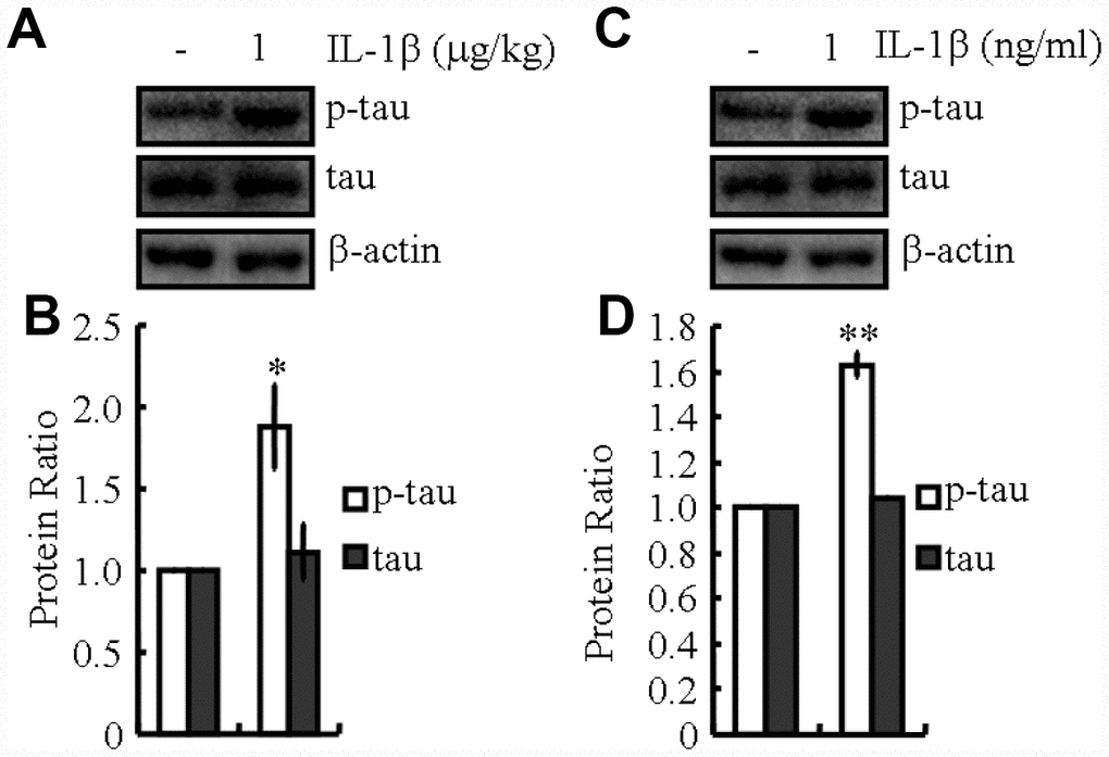 IL-1β mediates inflammasome-induced tau phosphorylation. (A, B) The phosphorylation levels of tau were determined by western blots in IL-1β (1 μg/kg)-treated MAPT Tg mice. The IL-1β group was given i.p. injection of 1 μg/kg IL-1β and assessed after 48 h. (C, D) The phosphorylation levels of tau were determined by western blots in IL-1β (1 ng/ml)-treated N2a cells. The IL-1β group was treated with 1 ng/ml IL-1β and assessed after 48 h. The optical density of bands in western blots was analyzed by Image J software (*P P
