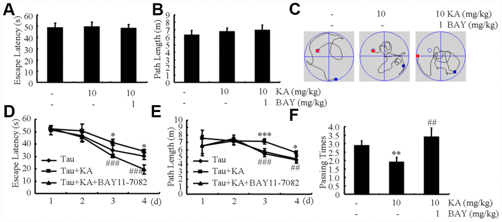 Bay11-7082 mitigates KA-induced memory deficits in the Morris water maze test. (A, B) During the first 2 days of visible platform tests, the KA and Bay11-7082 treated and control MAPT Tg mice exhibited a similar latency to escape onto the visible platform. P > 0.05 with Student’s t-test. (C, D) In the hidden platform tests, KA-treated MAPT mice showed a longer latency and length to escape onto the hidden platform on the 3rd and 4th days, which was ameliorated by the addition of Bay11-7082 on the 4th day. *P P P P E) In the probe trial on the 7th day, the KA-treated MAPT Tg mice traveled into the third quadrant, where the hidden platform was previously placed, significantly less times than controls, which was improved by the treatment with Bay11-7082. **P P 