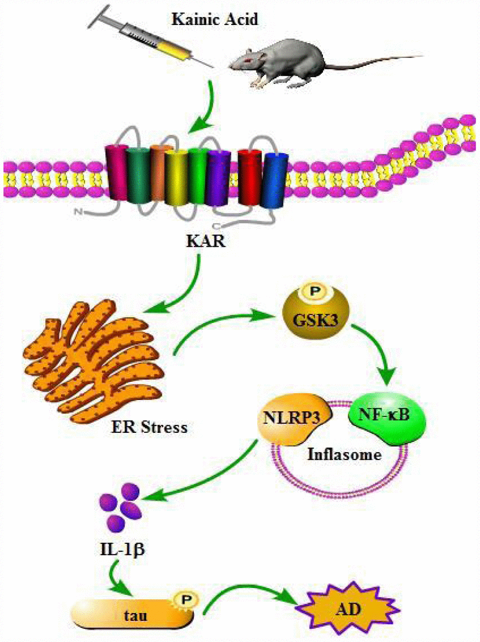 A functional model of KA-induced inflammasome activity through tau phosphorylation and memory deficits were exacerbated in an ER stress-dependent mechanism. KA treatment triggers activation of the inflammasome and causes the phosphorylation of NF-κB, leading to NLRP3 upregulation via ER stress. Upregulated NLRP3 eventually results in the phosphorylation of tau by enhancing the expression of IL-1β. Bay11-7082 inhibits KA-induced IL-1β activation and tau phosphorylation by alleviating the activity of inflammasome, which ultimately improved the cognitive decline in MAPT Tg mice.
