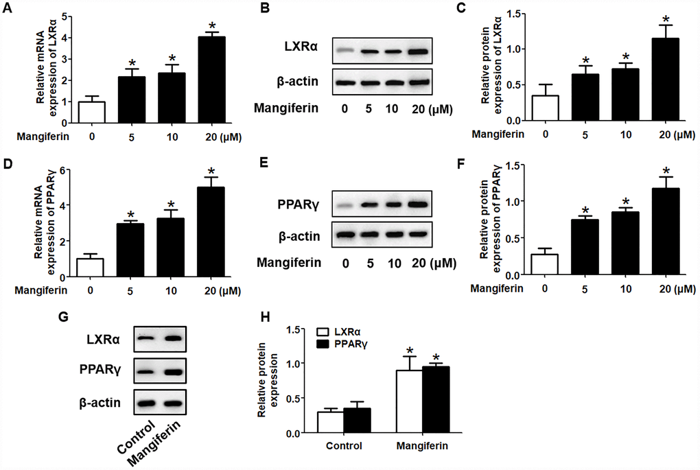 Mangiferin enhances the expression of PPARγ and LXRα in RAW264.7 macrophages and in the aortas of apoE-/- mice. (A–F) After RAW264.7 cells were fully differentiated, the cells were exposed to different concentrations of mangiferin (0, 5, 10, and 20 μM) for 24 h. Then, RT-qPCR and western blot analyses were performed to detect the mRNA (A, D) and protein (B, C, E, F) levels, respectively, of PPARγ and LXRα. *P vs. 0 μM group. (G, H) Protein levels of PPARγ and LXRα in the homogenate of the aortic arch were assessed by western blotting. *P vs. control group. All results were collected from three independent experiments, each performed in triplicate. Data are presented as the mean ± SEM (n =3/group).