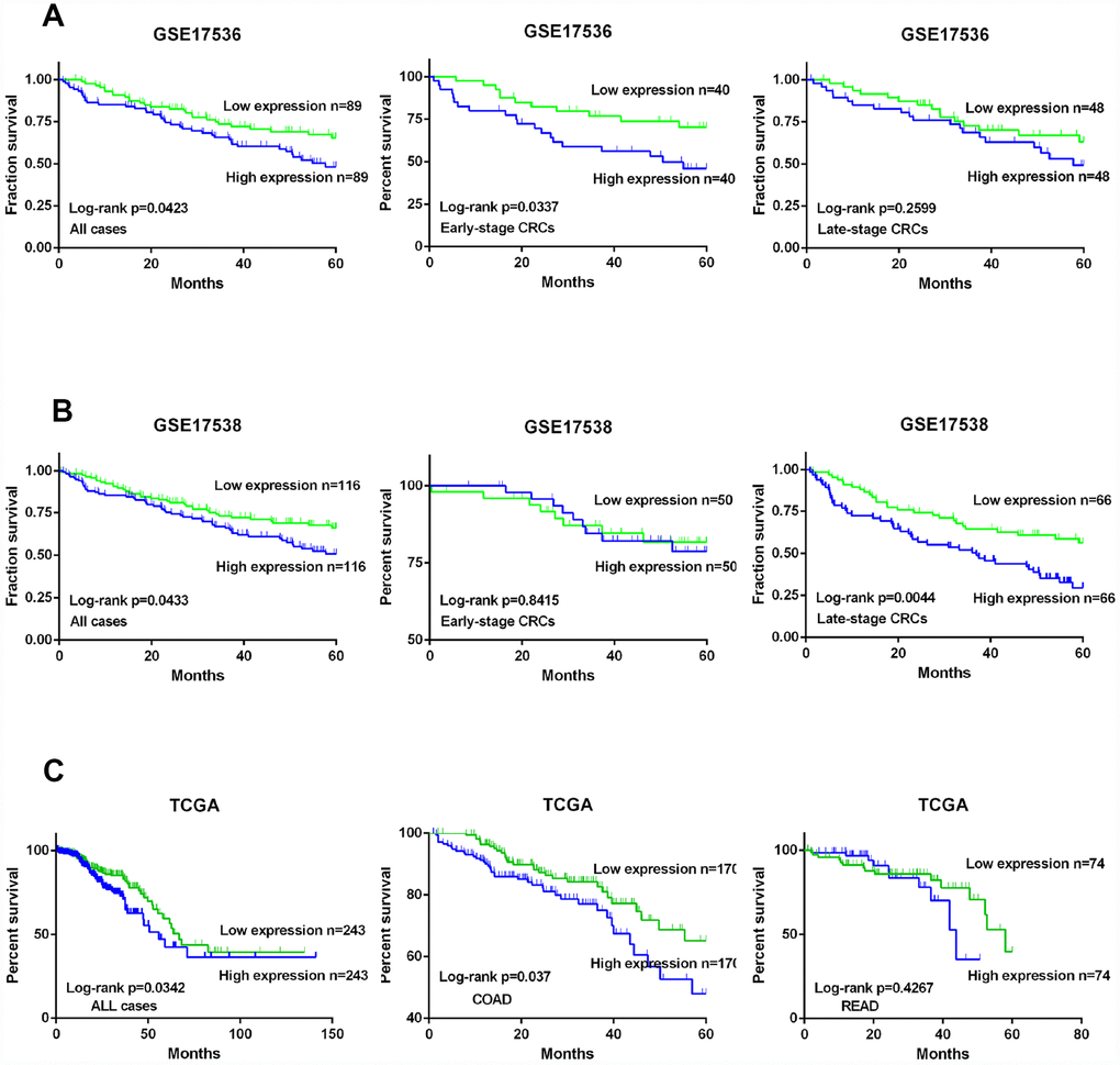KIF20A is a prognostic predictor in CRC. (A) Survival analysis of CRC patients with high/low expression of KIF20A based on the data from GSE17536. (B) Survival analysis of CRC patients with high/low expression of KIF20A based on the data from GSE17538. (C) Survival analysis of CRC patients with high/low expression of KIF20A based on the data from TCGA.