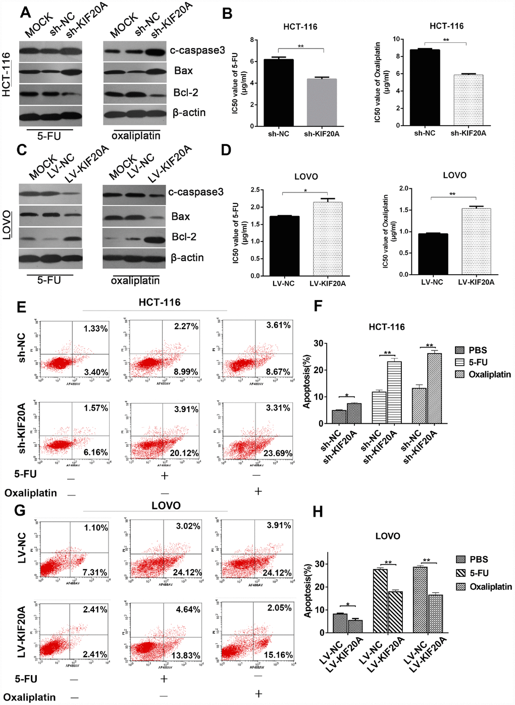 KIF20A induces chemo-resistance in CRC. (A, C) Western blot analysis of apoptosis-related factors (cleaved-caspase 3, bax, bcl-2) in different transfected groups in HCT-116 cell line treated with 4ug/ml 5-FU (left) or 8 ug/ml oxaliplatin (right) and LOVO cell line treated with 1.5 ug/ml 5-FU (left) or 1 ug/ml oxaliplatin (right). (B, D) Cell viability was measured using CCK-8 analysis and compared between different groups with different treatments at indicated times. (E–H) The apoptotic rates of different transfected groups with different treatments were measured by flow cytometry. Data are presented as mean ± SEM. *P 