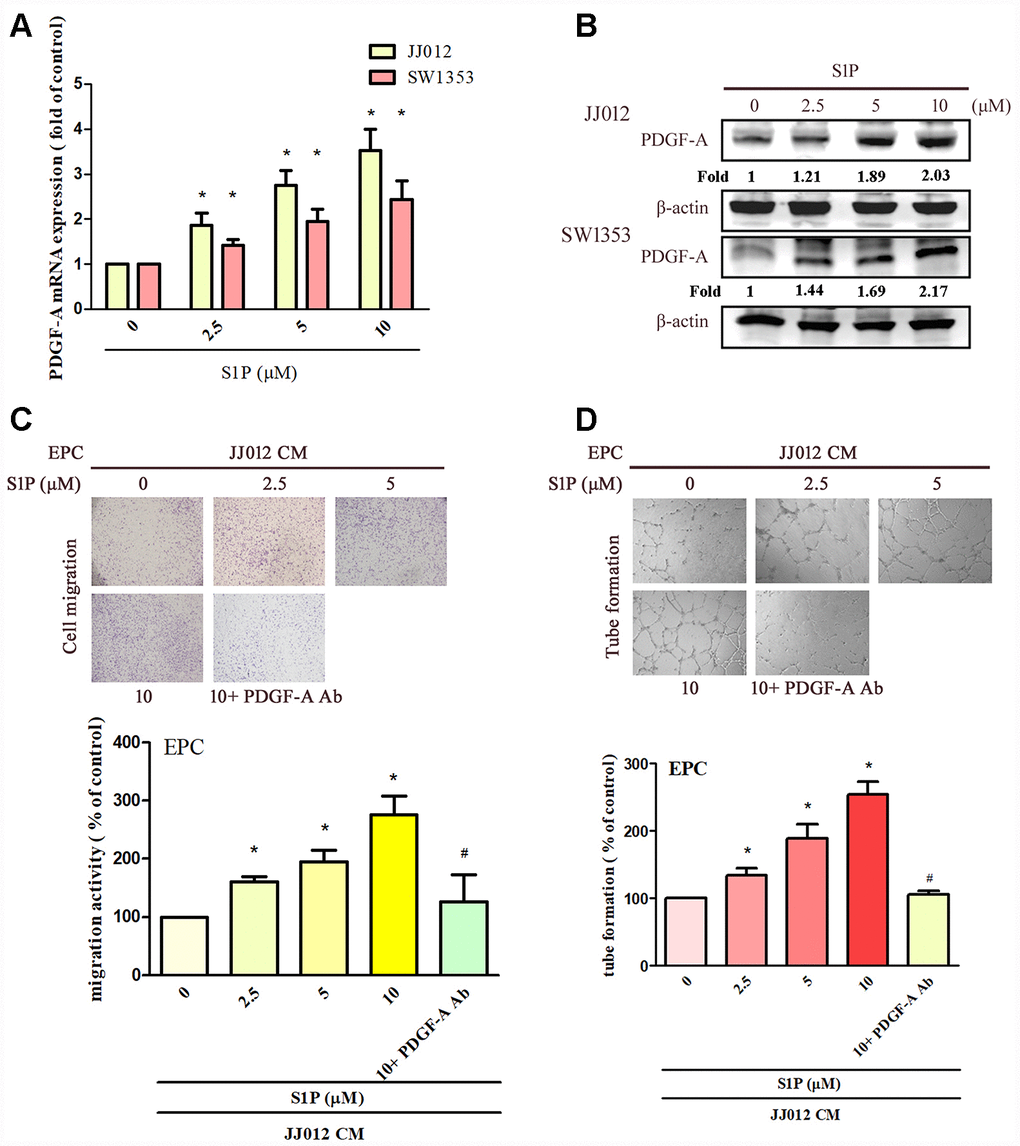 S1P increases PDGF-A expression and angiogenesis in human chondrosarcoma cells. (A, B) Chondrosarcoma cells were incubated with S1P (2.5–10 μM) for 24 h; PDGF-A expression was examined by qPCR and Western blot assays (n=4). (C, D) Chondrosarcoma cells were incubated with S1P for 24 h then stimulated with PDGF-A or IgG antibody (1 μg/ml) for 30 min. The conditioned medium (CM) was then collected and applied to endothelial progenitor cells (EPCs) (n=4). EPC migration and tube formation was measured. Results are expressed as the mean ± SEM. *p p 