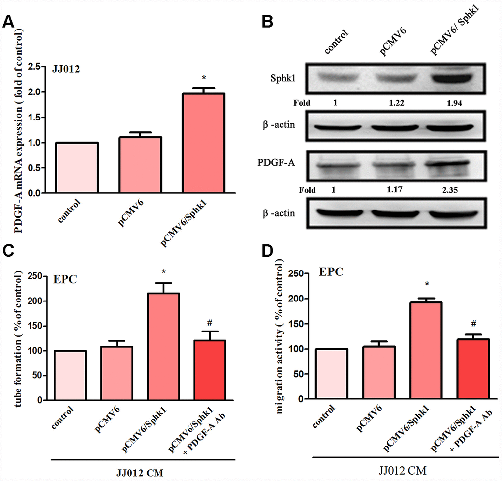 Overexpression of SphK1 facilitates in PDGF-A expression and angiogenesis in human chondrosarcoma. (A, B) Chondrosarcoma cells were transfected with SphK1 cDNA; SphK1 and PDGF-A expression was examined by qPCR and Western blot assays (n=5). (C, D) The CM was applied to EPCs and analyses assessed migratory and tube formation activity (n=4). Results are expressed as the mean ± SEM. *p 
