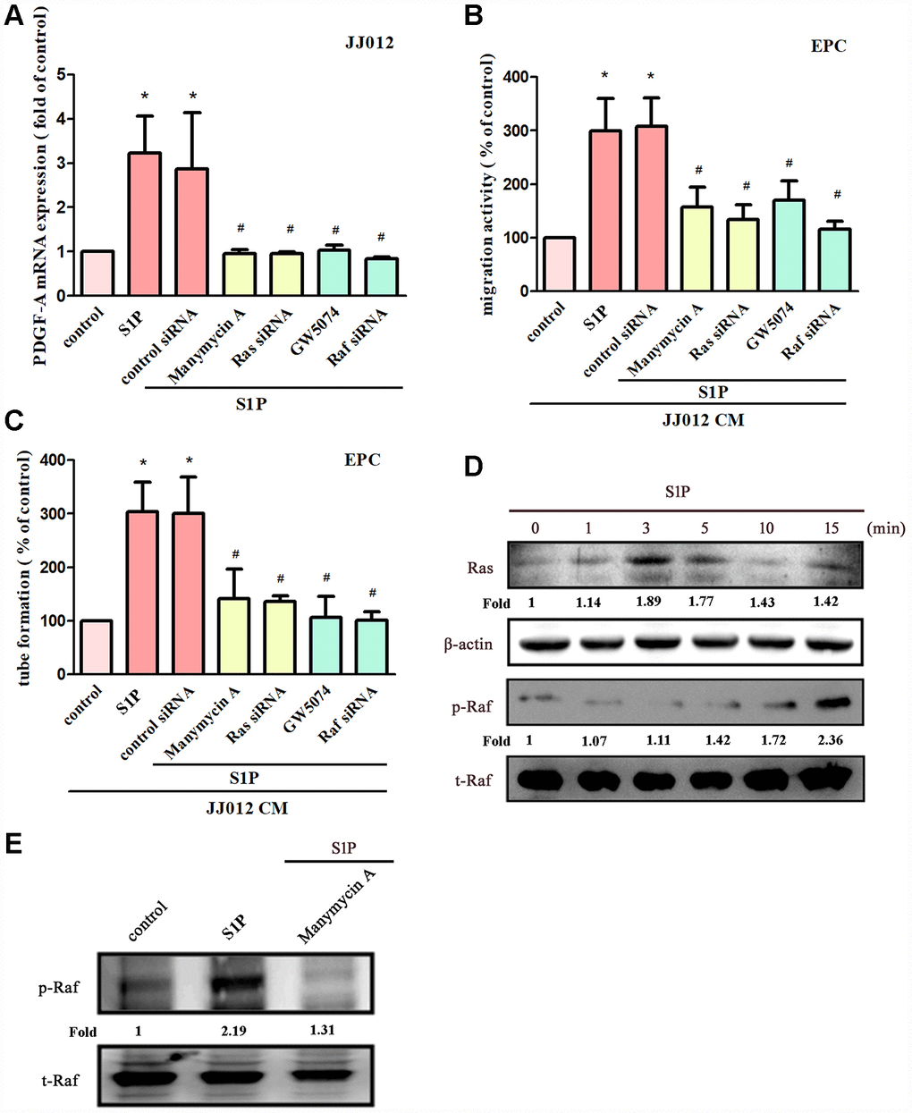 The Ras and Raf pathways mediate S1P-promoted PDGF-A expression and angiogenesis. (A) Cells were pretreated for 30 min with manumycin A (10 μM) and GW5074 (10 μM), or transfected with Ras and Raf siRNAs then stimulated with S1P (10 μM). PDGF-A expression was examined by qPCR assays (n=5). (B, C) The CM was applied to EPCs and analyses assessed migratory and tube formation activity (n=4). (D) JJ012 cells were incubated with S1P; Ras and Raf activity was examined by Western blot assay (n=3). (E) JJ012 cells were pretreated with manumycin A for 30 min, then stimulated with S1P and Raf phosphorylation was examined (n=3). Results are expressed as the mean ± SEM. *p p 