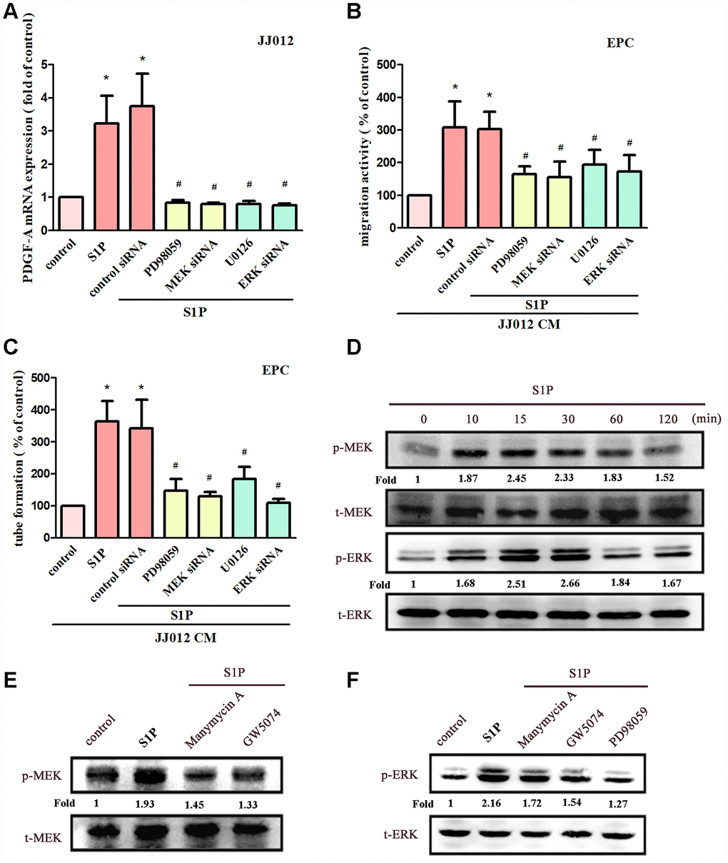 The MEK and ERK pathways mediated S1P-promoted PDGF-A expression and angiogenesis. (A) Cells were pretreated for 30 min with PD98059 (10 μM) and U0126 (5 μM), or transfected with MEK and ERK siRNAs, then stimulated with S1P (10 μM). PDGF-A expression was examined by qPCR assays (n=5). (B, C) The CM was applied to EPCs and analyses assessed migratory and tube formation activity (n=4). (D) JJ012 cells were incubated with S1P; MEK and ERK phosphorylation was examined by Western blot assay (n=3). (E, F) JJ012 cells were pretreated with manumycin A, GW5074 and PD98059 for 30 min, then stimulated with S1P (10 μM). MEK and ERK phosphorylation was examined (n=3). Results are expressed as the mean ± SEM. *p p 