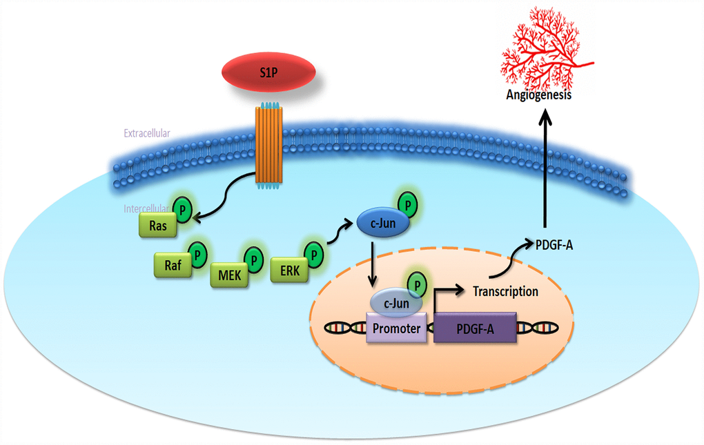 Schematic diagram summarizes the mechanisms of S1P-promoted tumor angiogenesis in chondrosarcoma. S1P facilitates PDGF-A production via the Ras/Raf/MEK/ERK/AP-1 signaling pathway in human chondrosarcoma cells and subsequently induces EPC angiogenesis.