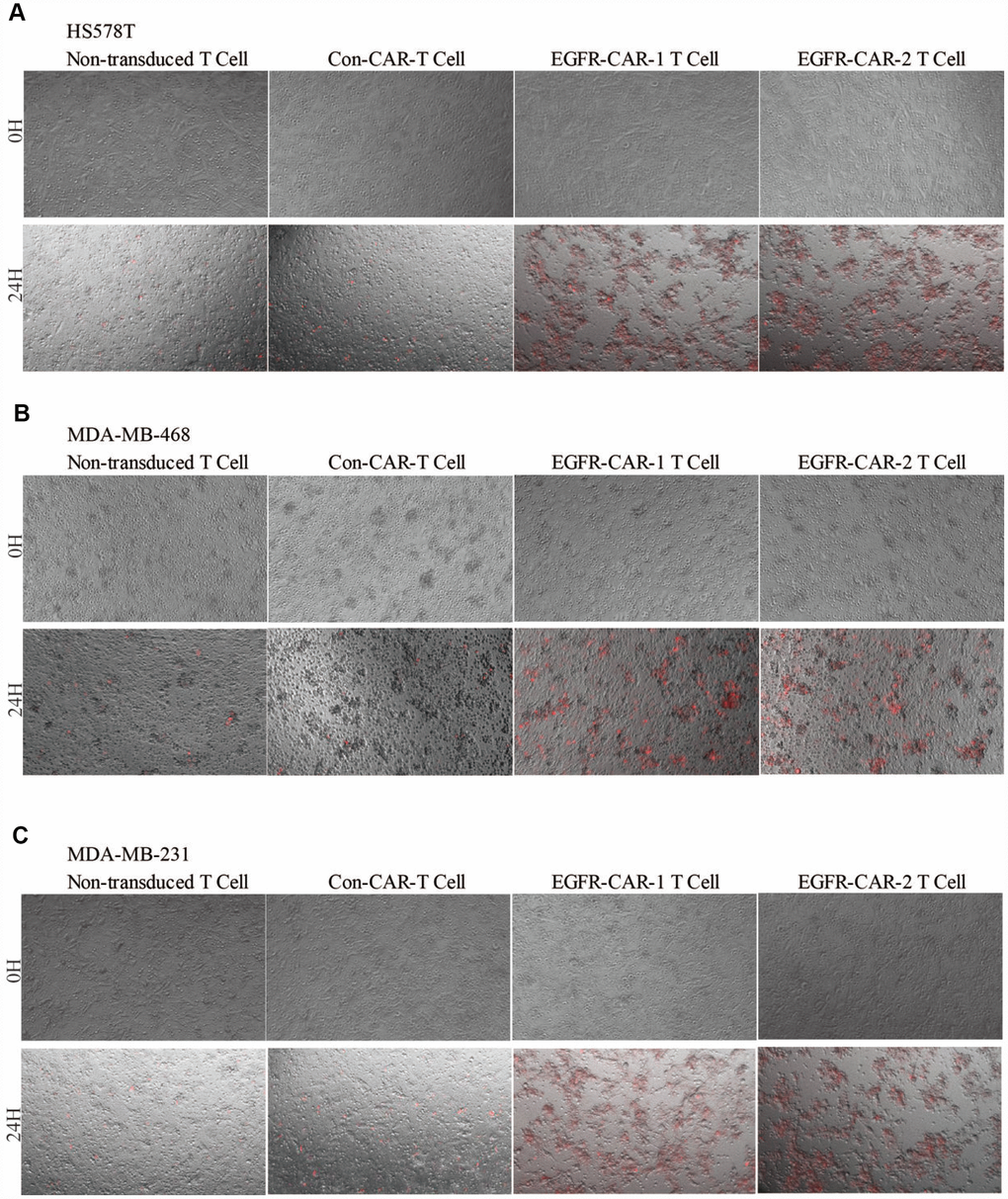 TNBC cell lysis assay. (A) HS578T, (B) MDA-MB-468, and (C) MDA-MB-231 cells were labeled with YOYO-3 (red). Non-transduced T cells, con-CAR-T cells, EGFR-CAR-1 T cells, and EGFR-CAR-2 T effector cells were co-cultured with target cells at an E:T ratio of 10:1 for 24h.