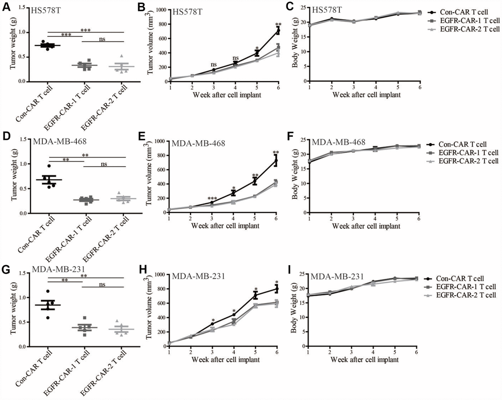 EGFR-specific CAR-T cells inhibited EGFR-expressing TNBC tumor growth in CLDX mouse model. Compared to con-CAR-T cells, EGFR-CAR-1 and EGFR-CAR-2 T cells decreased the weights and volumes of tumors induced by (A, B) HS578, (D, E) MDA-MB-468, and (G, H) MDA-MB-231 TNBC cells, but did not affect body weight (C, F, I). Error bars represent means ± SEM. T-tests were used for statistical analysis; *p p p 