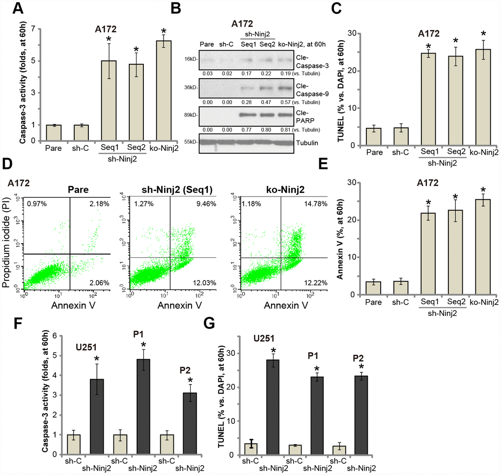 Ninj2 shRNA or KO induces apoptosis activation in human glioma cells. A172 glioma cells (A–E), U251MG glioma cells (F and G) or the primary human glioma cells (derived two patients, “P1/P2”, F and G) were transduced with lentiviral Ninj2 shRNAs (“sh-Ninj2”, two different sequences “Seq1/Seq2”), control shRNA (“sh-C”) or the CRISPR/Cas9 Ninj2 KO construct (“ko-Ninj2”), stable cells were established via puromycin selection; The relative caspase-3 activities were tested (A and F); Cell apoptosis was tested by TUNEL staining (C and G) and Annexin V FACS (D and E); Expression of listed proteins was tested by Western blotting (B). Expression of listed proteins was quantified and normalized to the loading control (B). For each assay, n=5. *p