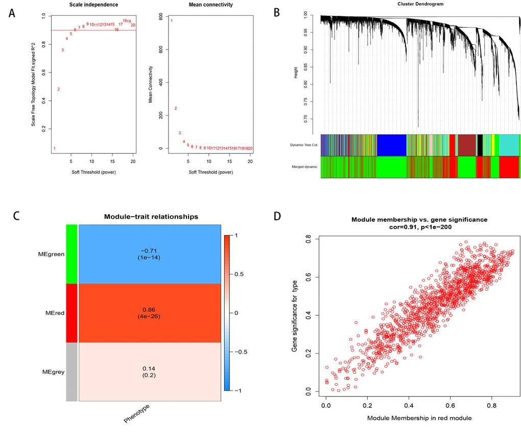 Weighted correlation network analysis. (A) Define power related to modules. (B) Recognition module. (C) The red module is positively correlated with phenotype, the green module is negatively correlated with phenotype, and gray is not related to phenotype. (D) MM and GS are highly correlated in the red module.