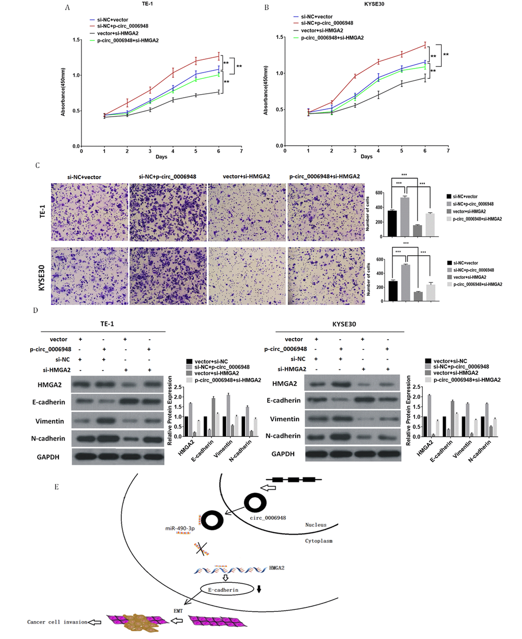 Knockdown of HMGA2 abolishes the oncogenic effect induced by hsa