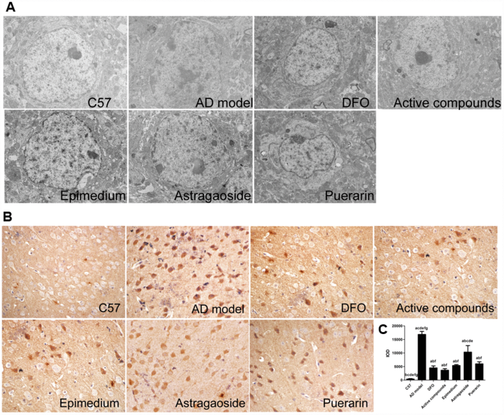 Active compounds treatment reduces ultrastructural impairment and decreases Aβ-42 expression in the AD model mouse frontal cortex. (A) The C57 group neural cell was normal group as exhibited by intact membranes, uniform cytoplasm, and complete organelle structure. The AD group was showing that the nuclear shrinkage and deformed, the mitochondrial cristae fused with partial membranes, rough endoplasmic reticulum degranulated. The active compounds and DFO group were similar as C57 group. The ultrastructure of Epimedium, Astragaoside, and Puerarin group were similar, presenting partial neural edema or loss normal morphology, the nuclear shrinkage and deformed slightly(magnification:4000×). (B) The IOD value showing that the active compounds treatment reduces Aβ-42 expression in the AD model mouse frontal cortex. No significantly different between DFO and active compounds group. All data are expressed as the mean ± SD. Intergroup differences were compared with multivariate analysis of variance followed by the least significant difference test. (A) P B) P C) P D) P E) P F) P 