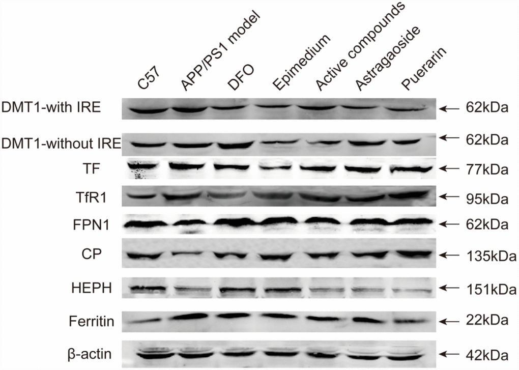 The protein relative expression levels of the iron uptake protein DMT1-with IRE, DMT1-without IRE, TF, TfR1, iron release protein FPN1, CP, HEPH; iron storage protein Ferritin; in the cerebral cortex of AD transgenic mice after the active compounds containing the effective components of Epimedium, Astragaoside and Puerarin.