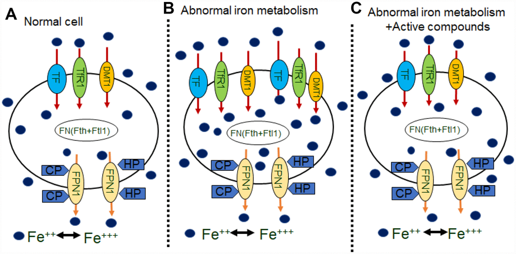 Schematics illustrating the effects of active compounds on iron metabolisms in neurons. (A) in normal cells, iron are transported into cells by TF, TfR1, or the DMT1 with/without IRE on the membrane. Some iron bind to FN (Fth or Ftl1) and then are transported out of cells by FPN1, HP, and CP. (B) In abnormal iron metabolism cells, increases in TF, TFR and DMT1 with/without IRE, which transport more iron into cells, and decreases in CP and HP, which transport less iron out of the cells, results an increase in intracellular iron concentration. (C) Application of active compounds reduces TF, TFR and DMT1 with/without IRE and increase CP, HP and FPN1 to recover intracellular iron concentration.