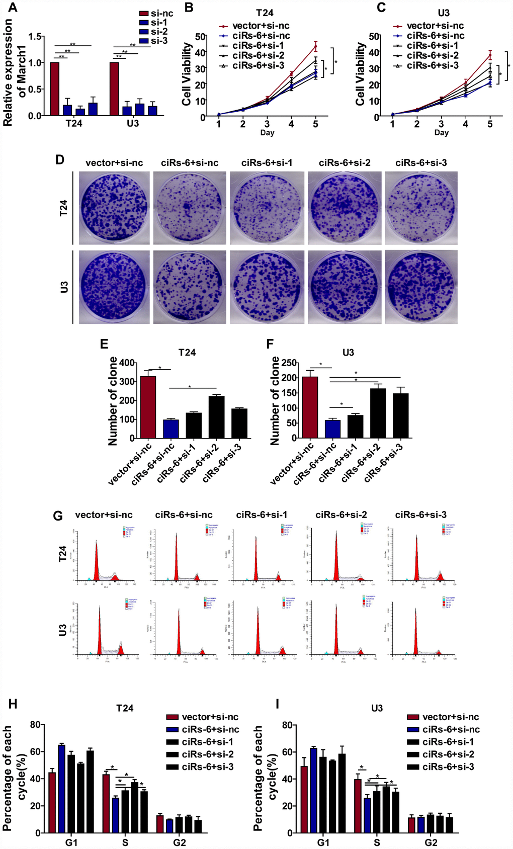 ciRs-6 suppresses bladder cancer growth by elevating March1 levels. Three siRNAs for March1 were designed and transfected into ciRs-6 overexpressed bladder cancer cells. (A) qPCR was used to detect the level of March1 in each group; (B, C) CCK8 assays were performed to evaluate cell viability; (D–F) clone formation assays were used to evaluate clone forming ability; (G–I) cells in S phase were assessed by cell cycle analysis in each group. The results are displayed as the mean±SEM, *p