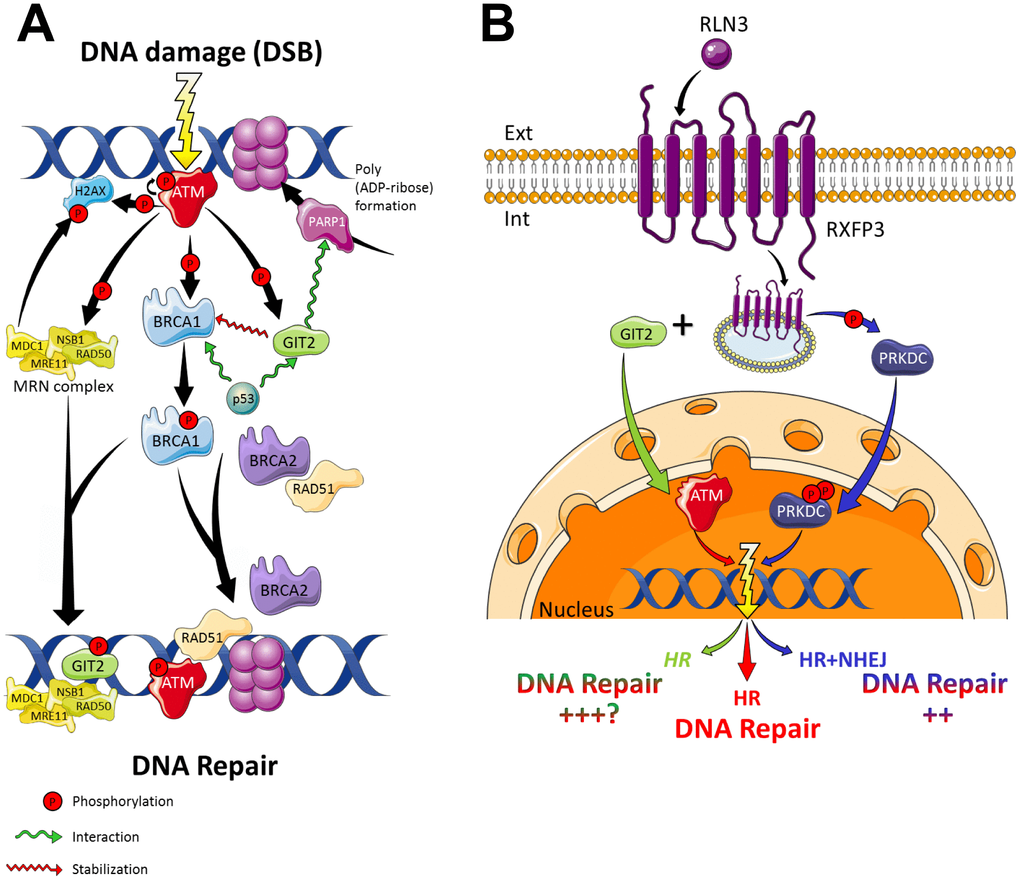 RXFP3 in DNA damage response and repair. (A) With DNA damage in the form of a double strand break (DSB), the cell has several mechanisms to respond and thus repair itself. The damage is recognized by the MRE11-RAD50-NBS1 complex (MRN complex), which recruits and activates ATM (Ataxia Telangiectasia Mutated), which is autophosphorylated. ATM, in turn phosphorylates multiple damage-associated proteins. H2AX (a variant of the histone H2A family) phosphorylation (generating γ-H2AX) allows for the recruitment of MDC1 (Mediator of Damage Checkpoint protein 1), also a phosphorylation substrate of ATM. Phosphorylated MDC1 serves as a scaffold for the recruitment of other proteins required for the activation of BRCA1 by ATM, thus promoting cell cycle arrest and DNA repair. BRCA1, in turn, then interacts with multiple proteins, i.e. p53, RAD50, RAD51, ATM, NSB1 and BRCA2, to modulate DNA repair, transcription, and the cell cycle. Phosphorylation of BRCA1 by ATM activates DNA repair through homologous recombination, in cooperation with BRCA2 and RAD51. Additionally, BRCA1 recruits the MRN-complex to the sites of DNA damage. ATM furthermore phosphorylates the aging keystone GIT2 promotes the repair of DNA damage via the stabilization of repair factor BRCA1, in the repair complex. GIT2 then allows the formation of a nuclear DSB focus dependent on H2AX, ATM, and MRE11. Also GIT2 is a strong interactor of the cell cycle checkpoint protein p53 and PARP1. PARPs play a pivotal role in DNA damage detection and repair, by the formation of ADP-ribose ribosylation complexes, allowing the recruitment of DDR proteins to the damaged DNA. After the DNA has been repaired, γ-H2AX is dephosphorylated by PP2A, a phosphatase. (B) Cells exploit two major DSB repair pathways, i) ATM-dependent homologous recombination (HR), and ii) PRKDC-mediated Non-homologous end joining (NHEJ). In the absence of a functional ATM, it seems cells are able to rely on functional PRKDC signaling for their survival, thus using the NHEJ pathway as a backup pathway for DSB repair [191].