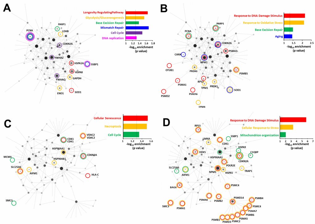 Comparison of the oxidative stress and DNA damage RXFP3 interactome indicates roles in age-related processes. Using the specific and consistent peroxide (A, B) and CPT-induced (C, D) RXFP3 interactome datasets we investigated the potential of these proteins to form a network using NetworkAnalyst. To generate statistically-significant interaction network KEGG enrichment (A and C) and Gene Ontology – Biological process (B and D) analysis were performed. Using both generic and hypothalamus-specific backgrounds resulted in highly similar enriched GO terms and KEGG pathways. Using the peroxide-induced RXFP3 interactome we found that the interacting protein network was (A) strongly associated with DNA protection management, cell cycle control, energy metabolism, and lifespan at the KEGG pathways level, (B) while at the GO biological annotation, we also see a strong connection to DNA integrity management, and additional age-associated oxidative damage. (C) Using the same KEGG pathways analysis on the CPT-induced interactome we again found a strong network phenotype associated with aging, i.e. cell cycle control, and age-related tissue pathology. (D) GO biological process analysis showed a strong association with pathological aging responses, such as energy diversification and stress resilience.