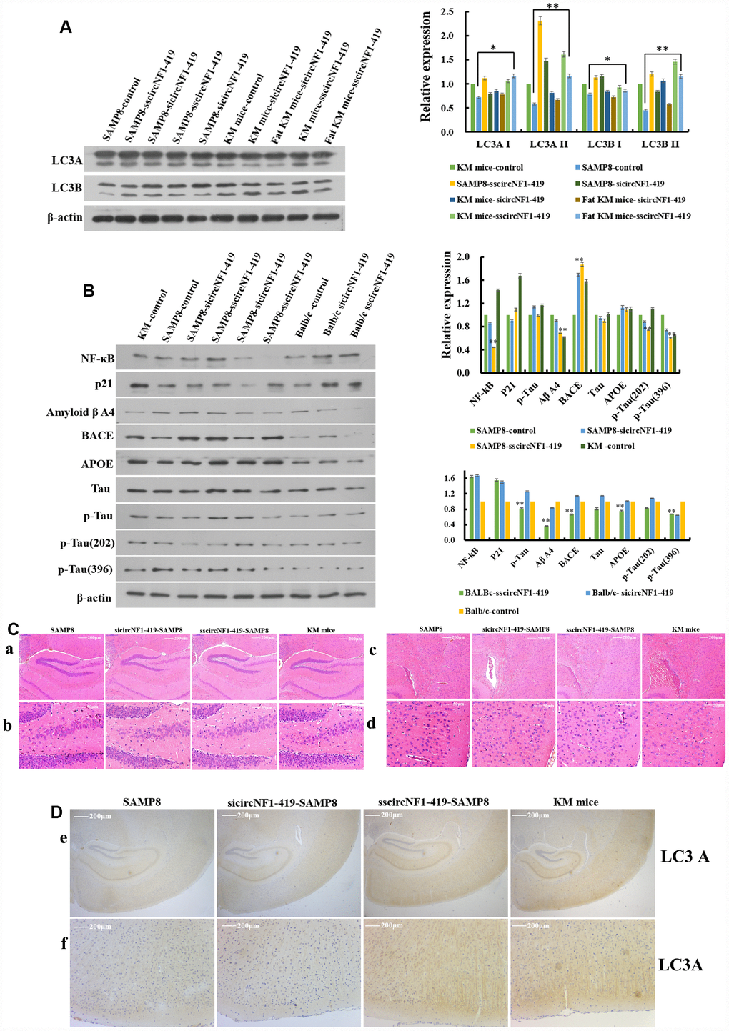 CircNF1-419 delays senile dementia by enhancing autophagy in vivo.CircNF1-419 up-regulates the autophagy biomarkers including LC3A I, LC3A II, LC3B I and LC3B II (A), and improves the AD related regulators including p-Tau, p-Tau (202), p-Tau (396), Aβ A4, APOE, BACE1, TNF-α, NF-κB and p21 (B); histopathological (C) examination of hippocampus (Ca-b) and cortex (Cc-d); and immunostaining examination (D) of LC3A in hippocampus (De) and cortex (Df). All densitometric data of proteins expression using ImageJ are presented as the means±SD of 3 independent experiments. **p vs. the model group by one-way ANOVA, followed by the Holm-Sidak test.