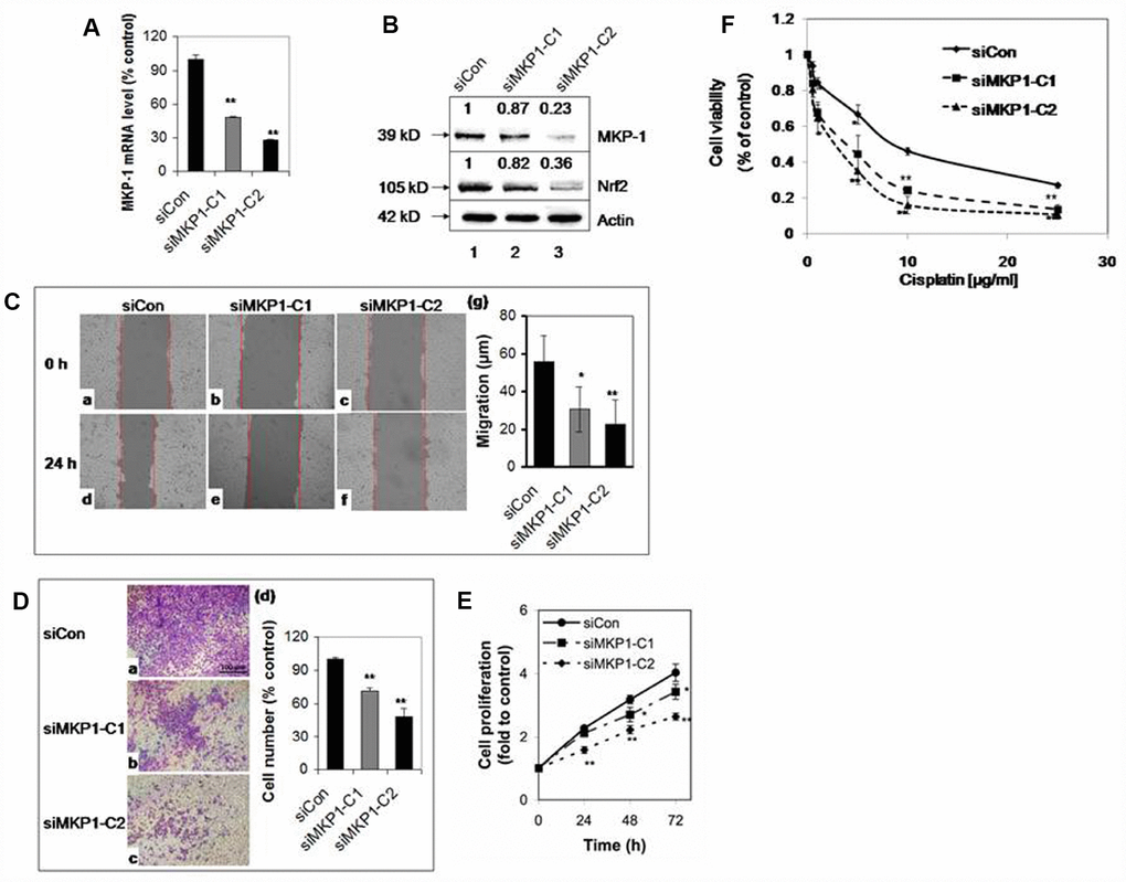 MKP-1 regulates the proliferation and drug resistance of A549 NSCLC cells. Two stable MKP-1-knockdown cell lines, siMKP1-C1 and siMKP1-C2, were generated after stable transfection with the pGFP-V-RS-MKP-1 plasmid into A549 cells. siCon expressing empty pGFP-V-RS vector was used as a negative control. (A) MKP-1 mRNA levels in siCon, siMKP1-C1, and siMKP1-C2 cells as determined by Taqman RT-PCR. The 18S rRNA level was used as an internal control and the value for siCon cells was set at 100%. Values are mean ± SD, n = 3. (B) Immunoblots of whole-cell lysates probed with anti-MKP-1, anti-Nrf2 or anti-actin. The relative levels of MKP-1 and Nrf2 normalized to actin are shown above each lane. Blots are representative three separate experiments. (C) Knockdown of MKP-1 reduces cell migration. Scratch assay images of siMKP1-C1 (b and e), siMKP1-C2 (c and f) and siCon cells (a and d) acquired at 0 (a-c) and 24 h (d-f). Red lines define the areas lacking cells. Statistics are shown in (g). Values are mean ± SD, n = 3. (D) MKP-1 promotes motility of NSCLC cells. Images of transwell migration assays of siMKP1-C1 (b), siMKP1-C2 (c), and siCon cells (a). (d) Statistics for three experiments. The number of siCon cells was set at 100%. Values are mean ± SD, n = 3. (E) Knockdown of MKP-1 decreases cell proliferation. Cells were cultured for 24, 48, or 72 h and the numbers determined by MTS assays. The value for the same cells at 0 h was set at 1. Values are mean ± SD, n = 3. (F) Knockdown of MKP-1 increases sensitivity to cisplatin in NSCLC cells. siMKP1-C1, siMKP1-C2 and siCon cells were exposed to cisplatin (0–25 μg/ml) for 48 h. The cell viability was determined by MTT method. The value of DMSO treatment was set at 1. Values are means ± SD, n = 3. *p 