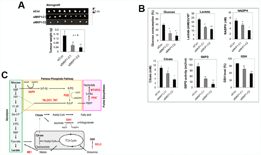 MKP-1 regulates metabolism of A549 NSCLC cells and promotes tumor growth. (A) Representative images and weights of tumors 6 weeks after subcutaneous injection of siMKP1-C1, siMKP1-C2 or siCon cells into Nu/Nu mice. Values are mean ± SD, n = 8. (B) MKP-1 knockdown alters glucose and glutamine metabolism in A549 Cells. siMKP1-C1, siMKP1-C2 and siCon cells were cultured for three days before glucose consumption, lactate production, citrate, NADPH, G6PD activity, and GSH levels were determined. The value for culture medium at day 0 was set at 100% for the analysis of glucose consumption. The value for siCon cells was set at 100% for the analysis of GSH levels. Values are mean ± SD, n = 3, *p C). MKP-1 regulates glucose and glutamine metabolism in NSCLC cells. Metabolite abbreviations: G6P, glucose 6-phosphate; F6P, fructose 6-phosphate; F1,6P, fructose 1,6-bis-phosphate; GA3P, glyceraldehyde 3-phosphate; 3-PG, 3-phosphoglycerate; PEP, phosphoenolpyruvate; 6-P-Gl, 6-phosphogluconolactone; 6-PG, 6-phosphogluconate; R-5-P, ribulose5-phosphate; PRPP, 5-phosphoribosyl-α-1-pyrophosphate; 5-PRA, b-5-phosphorybosylamine; GSH, reduced glutathione. The metabolic enzymes regulated by MKP-1/Nrf2 in glucose and glutamine metabolisms, are shown in red. G6PD, glucose-6-phosphate dehydrogenase; GCLC, glutamate-cysteine ligase, catalytic subunit; IDH1, isocitrate dehydrogenase 1; ME1, malic enzyme 1; MTHFD2, methylenetetrahydrofolate dehydrogenase 2; PGD, 6-phosphogluconate dehydrogenase; PPAT, phosphoribosyl pyrophosphate amidotransferase; TALDO1, transaldolase1; TKT, transketolase. The mitochondrion is shown in gray.