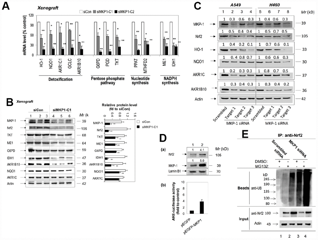 MKP-1 regulates Nrf2 and its target genes in NSCLC xenograft tumors. (A) and (B) Knockdown of MKP-1 reduces the expression of ARE-driven genes in NSCLC xenograft tumors. siMKP1-C1 or siCon cells were injected subcutaneously into Nu/Nu mice and the tumors were removed 6 weeks later. (A) mRNA levels of Nrf2 target genes determined by RT-PCR. The level of 18S rRNA was used as internal control. The value for siCon was set at 100%. Values are mean of three single tumours ± SD, n = 3 (B) Western immunoblots of the expression of MKP-1, Nrf2, and ARE-driven genes with antibodies against the indicated proteins. Each lane represents a single tumor. The relative levels of MKP-1, Nrf2, and ARE-driven genes normalized to actin are shown in right panel. The value for siCon was set at 1. Values are mean of three single tumours ± SD, n = 3. Blots are representative at least three separate experiments. (C) Knockdown of MKP-1 by siRNA against MKP-1 reduces the expression of Nrf2 protein and its target genes in A549 and H460 NSCLC cells. A549 and H460 cells were transfected with each of the MKP-1 siRNAs to Target 1, Target 2, or Target 3. Scrambled siRNA was transfected as negative control. Cells were harvested 48 h later and analyzed by Western immunoblotting with antibodies against the indicated proteins. The relative levels of MKP-1, Nrf2, and ARE-driven genes normalized to actin are shown above each lane. The value for scrambled siRNA-transfected cells was set at 1. Blots are representative at least three separate experiments. **p D) Overexpression MKP-1 increases the expression of Nrf2 protein and ARE-driven genes in A549 cells. (a) A549 cells were transfected with pEGFP-MKP1 or pEGFP vector 24 h before the cells were harvested. Nuclear extracts were probed by immunoblot with anti-MKP-1, anti-Nrf2, or anti-Lamin B1. The relative levels of MKP-1 or Nrf2 normalized to lamin B1 are shown above each lane. The value for pEGFP-transfected cells was set at 1. (b) Luciferase activity in A549 cells transfected with pEGFP, or pEGFP-MKP1. Co-transfections were performed with pGL-GSTA2.41bp-ARE reporter vector and pRL-TK. Dual luciferase activities were analysed. The value for cells transfected with pEGFP plus pGL-GSTA2.41bp-ARE reporter vector and pRL-TK was set at 1. Data are presented as the mean ± SD of triplicate experiments. (E) MKP-1 regulates Nrf2 ubiquitination. A549 cells were transfected with scrambled siRNA or MKP-1 siRNA for 48 h. The cells were exposed to MG132 (20 μM) for 4 h before whole-cell lysates were harvested and subjected to immunoprecipitation with Nrf2. After washing, the immunoprecipitates (Beads) were probed by immunoblotting with anti-UB. The input represents 10% of the total amount of cell lysate use for immunoprecipitation. Results are representative of three separate experiments. *p p 