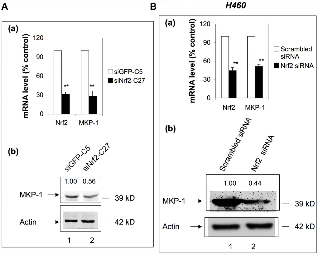 MKP-1 is an Nrf2 target gene. (A) Knockdown of Nrf2 reduced the expression of MKP-1 in A549 cells. siNrf2-C27 cells derived from A549 cells stably expressed siRNA against Nrf2. (a) mRNA levels of MKP-1 in siNrf2-C27 and siGFP-C5 cells were determined by RT-PCR. The level of 18S rRNA was used as internal control. The value for siCon cells was set at 100%. Data are presented as the mean ± SD of triplicate experiments. (b) MKP-1 protein expression in siNrf2-C27 and siGFP-C5 cells was determined by Western immunoblotting with anti-MKP-1. The relative levels of MKP-1 normalized to actin are shown above each lane. The value for siGFP-C5 cells was set at 1. (B) Knockdown of Nrf2 decreased the mRNA and protein levels of MKP-1 in H460 cells. H460 cells were transiently transfected with siRNA against Nrf2. (a) Total RNAs were harvested 24 h later. The mRNA levels of Nrf2 and MKP-1 were measured by RT-PCR. The level of 18S rRNA was used as internal control. The value for scrambled siRNA was set at 100%. (b) MKP-1 protein expression in cells transfected with scrambled siRNA or Nrf2-siRNA cells was determined by Western immunoblotting with anti-MKP-1. The relative levels of MKP-1 normalized to actin are shown above each lane. The value for scrambled siRNA-transfected cells was set at 1. Blots in 5Ab and 5Bb are representative at least three separate experiments. Data in 5Aa and 5Ba are presented as the mean ± SD of triplicate experiments (*p p 