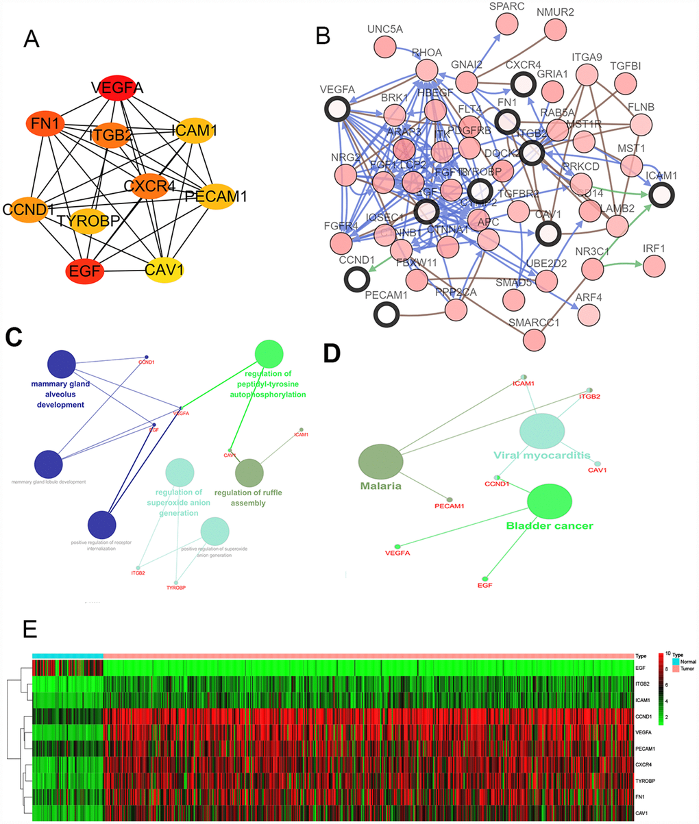Interaction network and analysis of the hub genes. (A) Screen out the 10 most important hub genes using the cytoscape software plugin cytoHubba. (B) Hub genes and their co-expression genes were analyzed using cBioPortal. Nodes with bold black outline represent hub genes. Nodes with thin black outline represent the co-expression genes. (C) The biologic process functional annotation analysis of hub genes was performed by ClueGO and CluePedia. Different colors of nodes refer to the functional annotation of ontologies. Corrected P value D) The KEGG functional annotation analysis of hub genes was performed by ClueGO and CluePedia. Different colors of nodes refer to the functional annotation of ontologies. Corrected P value E) Hierarchical clustering heatmap of 10 most important hub genes was constructed depend on TCGA cohort. Red indicates that the expression of genes is relatively upregulated, green indicates that the expression of genes is relatively downregulated, and black indicates no significant changes in gene expression; gray indicates that the signal strength of genes was not high enough to be detected. Abbreviation: TCGA: the cancer genome atlas program; KEGG: Kyoto Encyclopedia of Genes and Genomes.