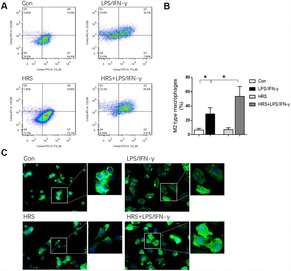 Hydrogen-rich medium increased M2-type macrophage polarization in RAW 264.7 cells after induction, and increased the capture ability of macrophages. (A) Flow cytometry of F4/80, CD206 double-positive macrophages (i.e., M2-type macrophages); (B) Fluorescent staining with ghostpen cyclopeptide on macrophages. n=4 per group. Data are shown as the mean ± SEM. Significance was calculated by one-way ANOVA, *: P. Abbreviations: Con, control group; LPS/IFN-γ, RAW 264.7 cells treated with LPS and IFN-γ to induce polarization into M1-type macrophages; HRS, RAW 264.7 cells treated with hydrogen-rich medium only; HRS + LPS/IFN-γ, RAW 264.7 cells treated with hydrogen-rich medium after being treated with LPS and IFN-γ.