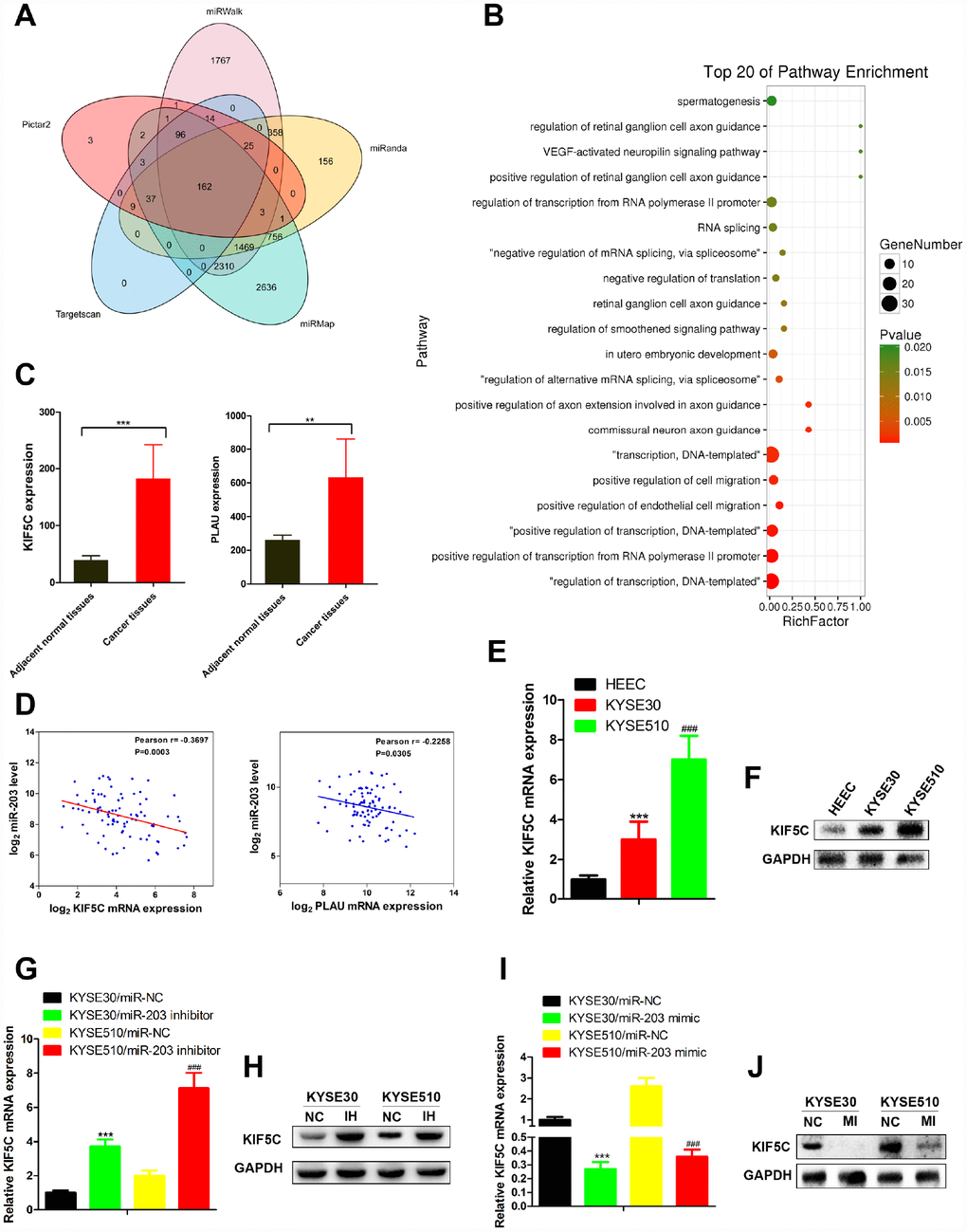miR-203 inhibits migration and invasion of EC cells through directly targeting KIF5C expression. (A) The targets of miR-203 in EC predicted by TargetScan7.1. (B) Pathway enrichment of 162 potential targets of miR-203. (C) mRNA expression of potential direct targets in tumor tissues and adjacent normal tissues of EC patients was revealed by mRNA-seq provided by TCGA. Data is presented as mean ± SD. ***p D) Scatterplot depicts a significant inverse correlation between miR-203 and KIF5C mRNA expression. KIF5C expression in normal esophageal cell line HEEC and EC cell lines KYSE30 and KYSE510 was determined by qRT-PCR (E) and western blotting (F). GAPDH was used as an internal control. Data is presented as mean ± SD from three independent experiments. ***p ###p G) and protein (H) expression was determined in EC cells. Effect of miR-203 mimics on KIF5C mRNA (I) and protein (J) expression was determined in EC cells. Data is displayed as the Mean ± SD of three independent experiments. ***p ###p 