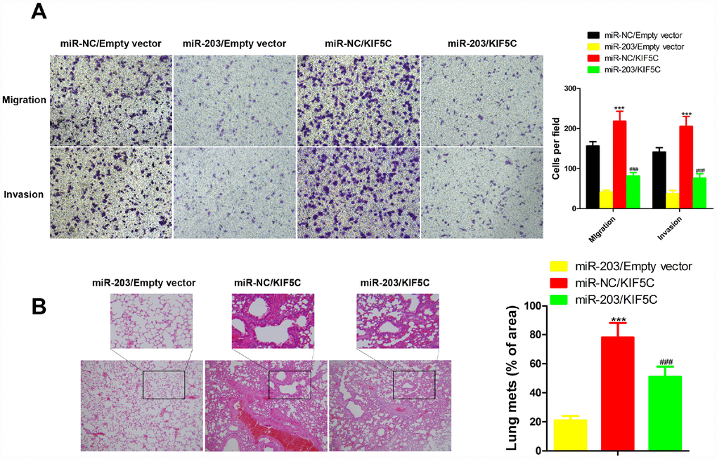 Overexpression of KIF5C partially rescued the inhibitory effects of miR-203 on migration and invasion of EC cells in vitro and in vivo.in vitro transwell assay (A) and in vivo experimental pulmonary metastasis assay (B). Data is displayed as the Mean ± SD. ***p ###p 