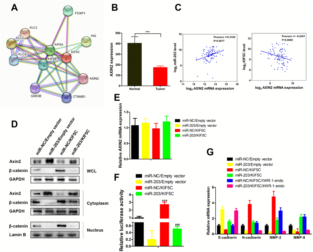 miR-203 promotes nuclear expression of β-catenin via enhancing Axin2 expression. (A) Proteins interacted with AXIN2 and KIF5C was predicted by String database (http://string-db.org). (B) AXIN2 mRNA expression level in tumor tissues and adjacent normal tissues of EC patients. Data is presented as mean ± SD. ***p C) Scatterplot depicts a significant inverse and positive correlation between AXIN2 and KIF5C, miR-203 mRNA expression, respectively. (D) KYSE510 cells were transfected with miR-203 mimic or KIF5C recombinant plasmid. 48 h later, protein expression of Axin2, β-catenin in different cellular components were detected by western blotting. (E) AXIN2 mRNA expression in response to miR-203 mimic and KIF5C overexpression was determined by qRT-PCR. (F) Transcriptional activity of β-catenin has been determined by luciferase reporter gene assay. Data is presented as mean ± SD. ***p ###p G) In some cases, KYSE510 cells were pretreated with IWR-1-endo (β-catenin pathway inhibitor) for 1 h, and then transfected with miR-203 mimic or KIF5C-expressing plasmid for 48 h. mRNA expressions of E-caherin, N-cadherin, MMP2 and MMP9 were detected by qRT-PCR. Datas are displayed as the Mean ± SD of three independent experiments.
