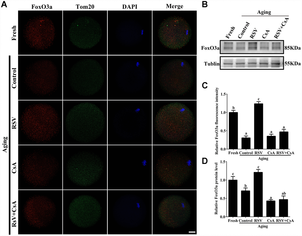 The involvement of FoxO3a in RSV-mediated mitophagy during oocyte aging. (A) With the treatment of RSV and CsA, the FoxO3a expression was determined by immunostaining with FoxO3a (red), Tom20 (green) and DAPI (blue). Bar = 50 μm. (B) After the indicated treatment of RSV and CsA, the FoxO3a protein expressions were measured by western blot. α-Tubulin was used as a loading control. (C) Quantitative analysis of FoxO3a fluorescence intensity in (A). (D) Quantitative analysis of FoxO3a protein expression in (B). All experiments were conducted in triplicate. Data are presented as means ± S.E.M of three independent experiments. Different lowercase letters represent the difference of expression levels that are significant (P 