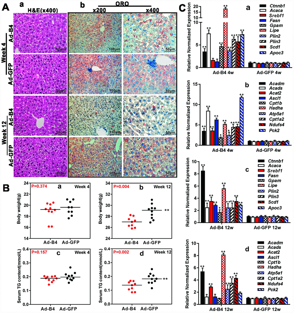 Exogenous BMP4 decreases the body weights, inhibits serum and hepatic triglyceride accumulation in vivo. (A) Ad-B4 or Ad-GFP was intrahepatically injected into 4-week old mice. The mice were sacrificed at weeks 4 and 12, and the retrieved liver tissue was subjected to H & E staining (a) and ORO staining (b). (B) The mouse body weights at weeks 4 and 12 (a and b), and serum total triglyceride (TG) (c and d) at weeks 4 and 12 were measured respectively. (C) Total RNA was isolated from the liver tissue of the mice injected with Ad-B4 or Ad-GFP at weeks 4 and 12 respectively, and TqPCR analysis was carried out to detect the expression of triglyceride synthesis and storage related genes (a and c) and triglyceride breakdown related genes (b and d). All samples were normalized with Gapdh. Relative expression was calculated by dividing the relative expression values (i.e., gene/Gapdh) in “**” p 