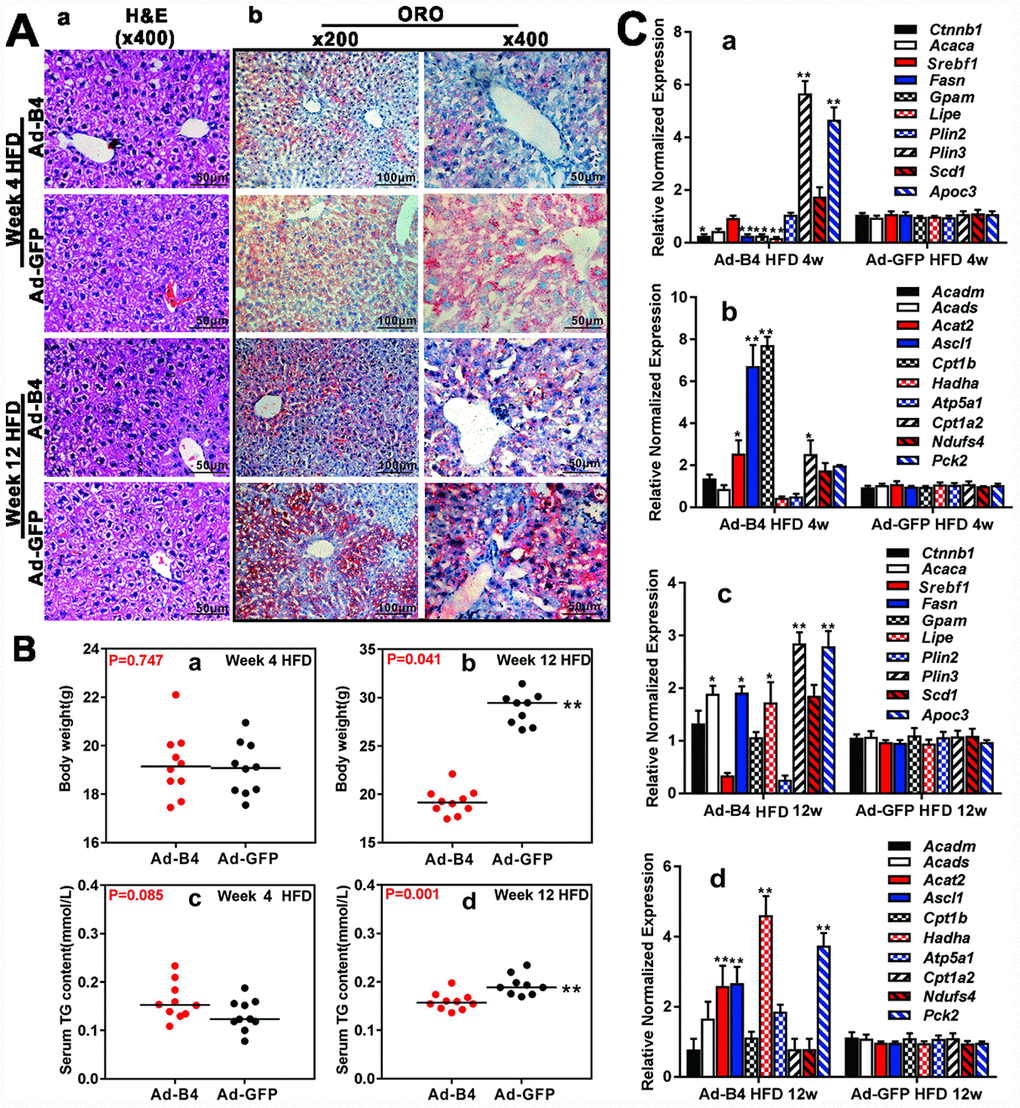 Exogenous BMP4 alleviates lipid accumulation and inhibits the development and progression of a mouse model of NAFLD. Ad-B4 or Ad-GFP were intrahepatically injected into the mice treated with HFD, and the mice were sacrificed at weeks 4 and 12 for following analyses. (A) The retrieved liver tissue was subjected to H & E staining (a) and ORO staining (b). (B) The body weights at weeks 4 and 12 (a and b), and serum total triglyceride (TG) at weeks 4 and 12 (c and d) were measured respectively. (C) Total RNA was isolated from the retrieved liver tissue of the HFD mice injected with Ad-B4 or Ad-GFP at weeks 4 and 12 respectively, and subjected to TqPCR analysis of the expression of triglyceride synthesis and storage related genes (a and c) and triglyceride breakdown related genes (b and d). All samples were normalized with Gapdh. Relative expression was calculated by dividing the relative expression values (i.e., gene/Gapdh) in “**” p 