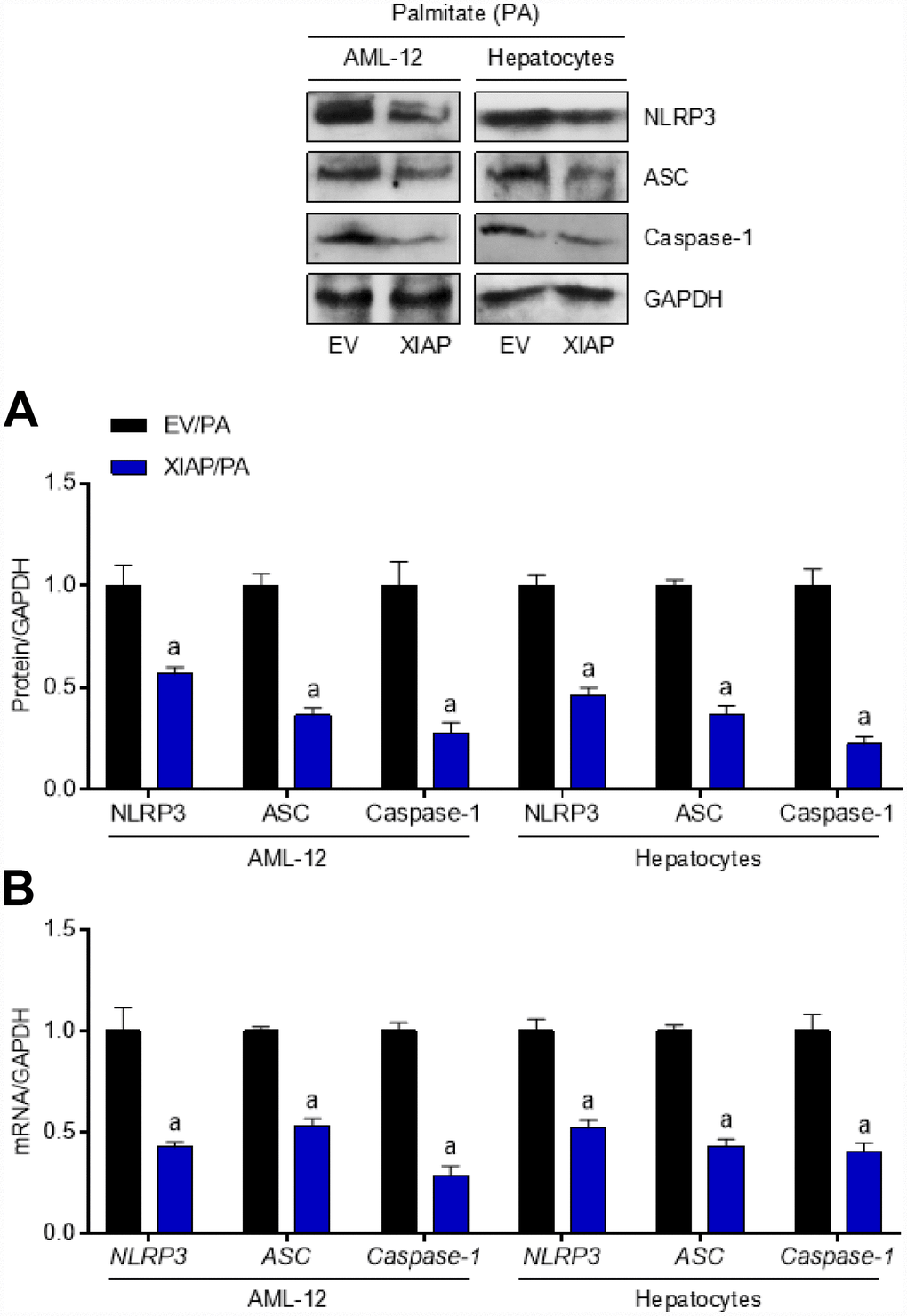 Up regulation of XIAP levels suppresses PA-triggered inflammation in vitro. AML-12 and primary hepatocytes were transfected with pUNO1/XIAP plasmid for 24 h, followed by PA (250 μM) treatment for additional 24 h. Then, further studies as exhibited were performed. (A and B) Representative western blot and qPCR detection showed the changes in mRNA and protein levels of NLRP3 inflammasome (NLRP3, ASC and Caspase-1) in PA-induced cells. For all bar plots shown, data are expressed as the mean ± SEM. n = 8 per group. ap 