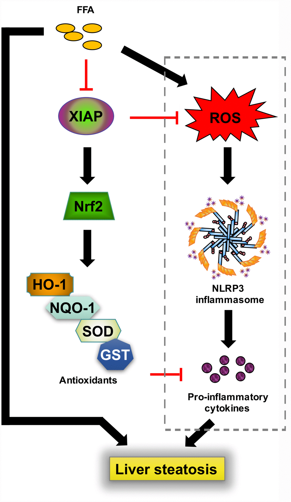 Schematic diagram depicting the role of XIAP in HFD-induced steatohepatitis. In response to a prolonged challenge with fat-rich diet ingestion, enhanced oxidative stress injury caused by circulatory free fatty acid promotes NLRP3 inflammasome mediated inflammation infiltration, followed by generation of down-stream pro-inflammatory cytokines, ultimately facilitates metabolic disorder associated lipid accumulation in liver. In contrast, activated XIAP and Nrf2 activity are associated with decreased oxidative stress. Circulatory free fatty acid may suppress XIAP expression, further reduce Nrf2 pathway activation. Up-regulation of XIAP may act as the upstream to inhibit ROS generation and induce Nrf2 and other antioxidants activity. In addition, elevated Nrf2 activity and down-stream anti-oxidants including HO-1, NQO-1, SOD or GST further inhibit inflammatory response, finally relieve lipid deposition in liver and hepatic inflammation.