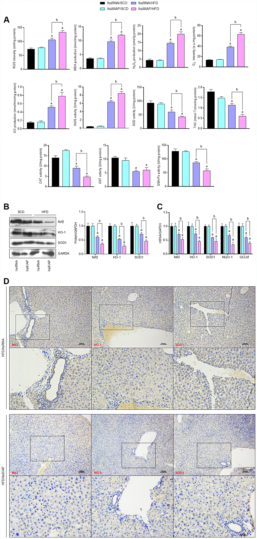 Knockdown of XIAP promotes HFD-induced oxidative stress in liver mice. (A) Calculation of ROS intensity, MDA, H2O2, O2-, XO, iNOS levels, and SOD, TAC, CAT, GST and GSH-Px activity in hepatic tissue samples from each group of mice. (B and C) Representative western blot analysis of the expression of SOD1, HO-1, Nrf2, and quantification of SOD1, HO-1, Nrf2, NQO-1 and GCLM in liver samples. (D) Representative images of immunohistochemical analysis for Nrf2, HO-1 and SOD1 expression in liver tissue sections. For all bar plots shown, data are expressed as the mean ± SEM. n = 8 per group. ap bp 