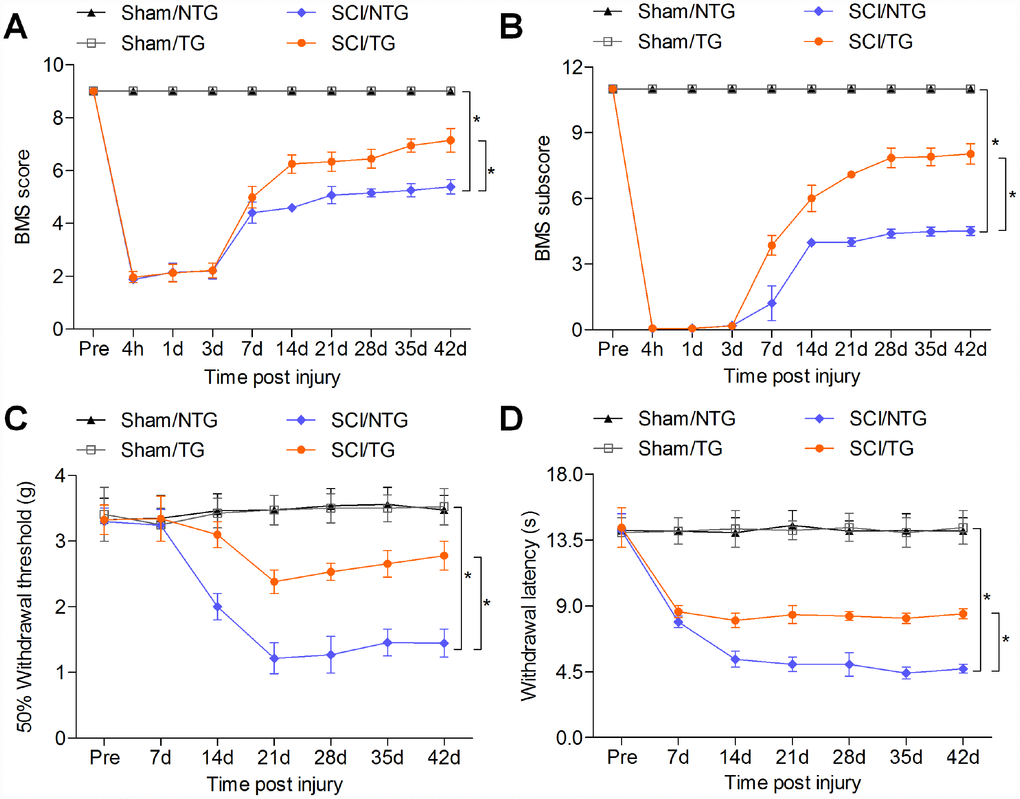 CARD6 increase improves functional recovery in mice after SCI. (A) The BMS scores and (B) BMS subscores were measured in each group of mice. (C) The withdrawal threshold was measured to calculate the mechanical hypersensitivity in each group of mice. (D) The withdrawal latency was measured to determine the thermal hypersensitivity in each group of mice. Data represented means ± SEM (n=8 each group). *p **p 