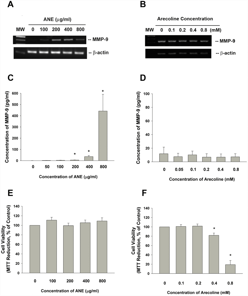 Effect of ANE and arecoline on MMP-9 expression/secretion of SAS cells. (A) Effect of ANE (100-800 μg/ml) and (B) Arecoline (0.1-0.8 mM) on MMP-9 mRNA expression in SAS oral cancer epithelial cells as analyzed by RT-PCR. One representative semi-quantitative RT-PCR result was shown. (C) Effect of ANE (50-800 μg/ml) on MMP-9 secretion of SAS cells, after 3 days of exposure, (D) Effect of arecoline (0.05-0.8 mM) on MMP-9 secretion of SAS cells after 3 days of exposure, Results were expressed as Mean ± SE (pg/ml), (E) Effect of ANE (100-800 μg/ml) on cytotoxicity to SAS cells, (F) Effect of arecoline (0.1-0.8 mM) on cytotoxicity to SAS cells, Results were expressed as percentage of control (as 100%, Mean ± SE). *denotes statistically significant difference between groups.