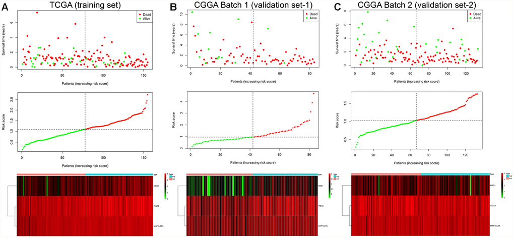 Risk score analysis of the GBM autophagy signature in the TCGA training cohort (A), CGGA Batch-1 validation cohort (B), and CGGA Batch-2 validation cohort (C). Upper panel: patient survival status and time distributed by risk score. Middle panel: risk score curve of the autophagy signature. Bottom panel: heatmap of NRG1, ITGA3, and MAP1LC3A expression in GBM samples. The colors from green to red indicate the expression level from low to high. The dotted line indicates the individual inflection point of the risk score curve, by which the patients were categorized into low-risk and high-risk groups.