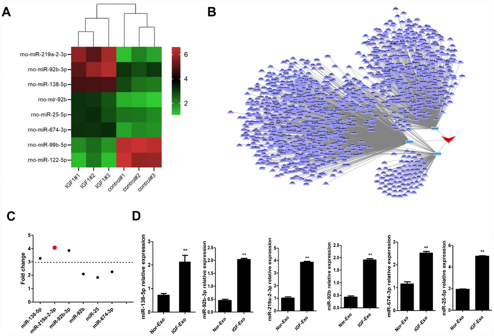 Screening and identification of upregulated miRNAs in Nor-Exo and IGF-Exo. (A) Heat map showing the 6 miRNAs for which expression was upregulated ≥ 2-fold in IGF-Exo compared to Nor-Exo. (B) IGF-1-induced miRNA regulation network. (C) Among the 6 upregulated miRNAs, miR-219a-2-3p expression increased the most. (D) qRT-PCR comparison of rno-miR-219a-2-3p, 138-5p, 92b-3p, 92b, 25-5p, and 674-3p expression between Nor-Exo and IGF-Exo from 3 independent experiments. *P vs. Nor-Exo.