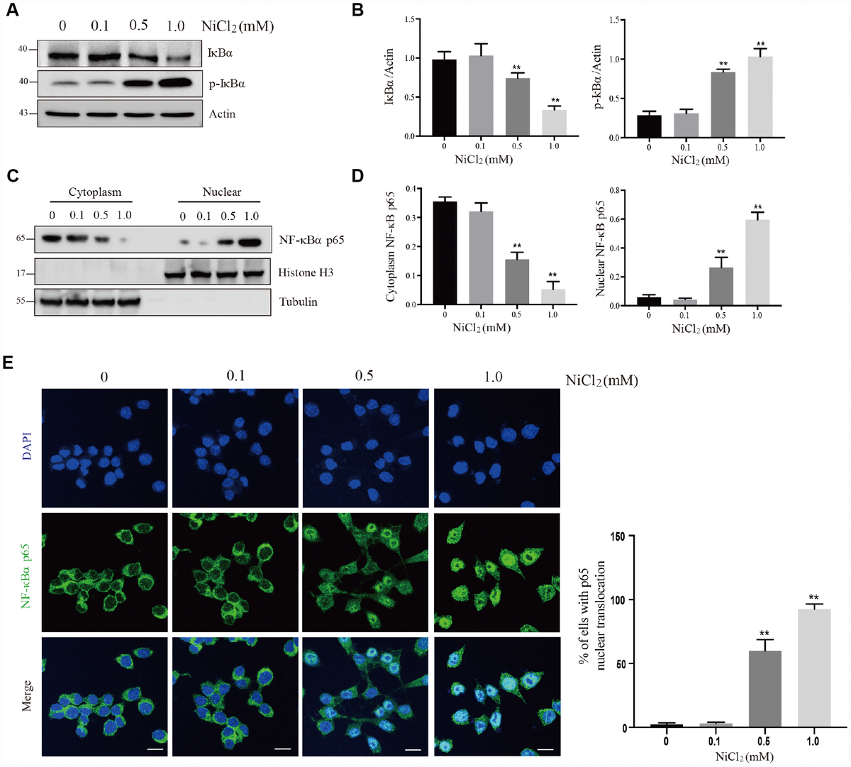 Nickel Induces Inflammatory Activation Via NF-κB, MAPKs, IRF3 And NLRP3 ...