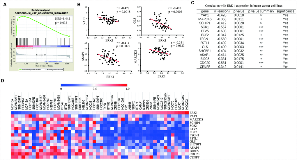 ERK1 was negatively associated with YAP1 signaling genes in breast cancer cells. (A) GSEA of expression data from breast cancer cell lines revealed enrichment of conserved YAP1 target genes in ERK1 low expression cell lines compared with those with high ERK1 expression. NES, normalized enrichment score. (B) Pearson correlation analysis showed that ERK1 expression levels were negatively correlated with YAP1 and its target gene expression (GLS, ASAP1, MARCKS) in 50 breast cancer cell lines analyzed. (C) List of the Pearson analysis of correlation between several YAP1 target genes and ERK1 in 50 breast cancer cell lines. (D) Heat map showing low expression levels of ERK1 enriched high expression of YAP1 signaling-related genes in breast cancer cell lines.