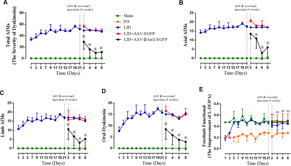 AAV-Mediated β-arrestin2 overexpression reduces AIMs induced by L-dopa in 6-OHDA-lesioned rats. Rats were rated for AIMs on days 1, 3, 5, 7, 11, 13, 15, 17, 19 and 21 and carried on testing on days 2, 4, 6 and 8 after the striatum-targeted injection of β-arrestin2+/+ (n=8 for each group, total n=40 rats). (A) Total AIM scores measured after L-dopa or saline injection in all groups; (B) axial AIM score; (C) limb AIM score; (D) orolingual AIM score; (E) Forelimb functional test. Data are displayed as average ± standard error; @ P 0.05 (n = 8 for each group, Kruskal Wallis followed by Dunn’s test for multiple comparisons or two-tailed unpaired t test).