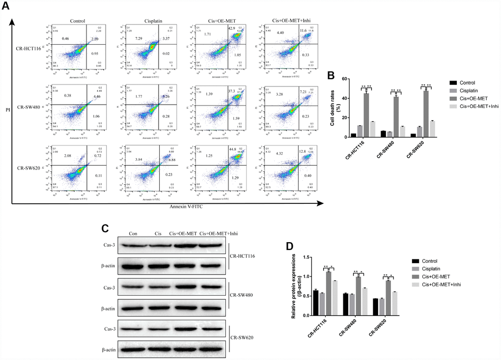 The involvement of METTL1/miR-149-3p axis in the regulation of CR-CC cell apoptosis. (A, B) FCM was employed to determine the apoptosis ratio of CR-CC cells. (C, D) Western Blot was used to detect the expression levels of cleaved Caspase-3 in CR-HCT116 cells, CR-SW480 cells and CR-SW620 cells respectively. (“Con” represented “Control group”, “Cis” indicated “Cisplatin treated group”, “Cis+OE-MET” represented “Cisplatin plus overexpressed METTL1 treated group”, “Cis+OE-MET+Inhi” represented “Cisplatin plus overexpressed METTL1 and miR-149-3p inhibitor treated group”). All the experiments repeated at least 3 times. “*” means p p 